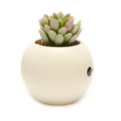 Disney Store Plante Artificielle En Pot Baymax, Les Nouveaux Héros 8 Disney Store Plante Artificielle En Pot Baymax, Les Nouveaux Héros -Jouets Soldes 465043353962 3